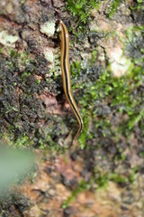 Australopacifica regina