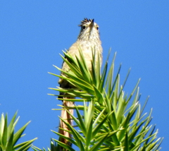 Leptasthenura setaria
