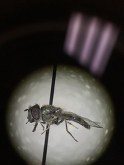 Platycheirus stegnus