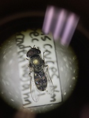 Platycheirus stegnus