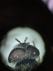 Platycheirus stegnus