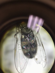 Platycheirus stegnus