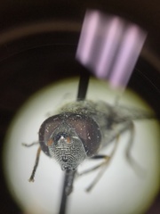 Platycheirus stegnus