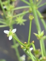 Damasonium minus