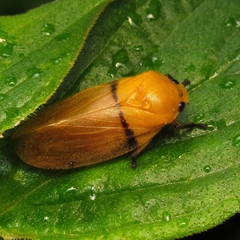 Monecphora cingulata