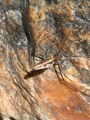 Tetragnatha elongata