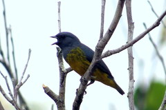Euphonia plumbea