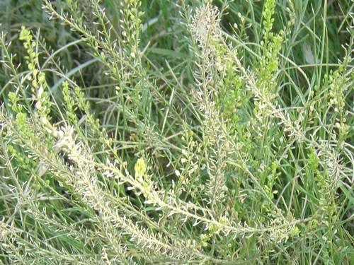 Lepidium bonariense iNat (3)