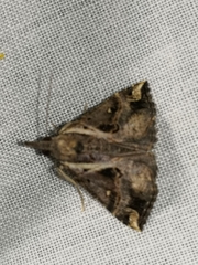 Hypena varialis