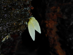 Mucronella bresadolae