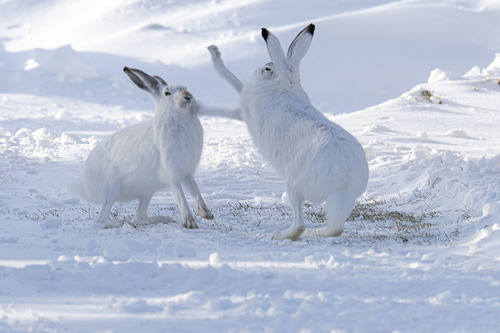 White-tailed Jackrabbit (Lepus townsendii), a species recorded in Nevada