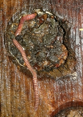 Eisenia
