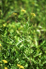 Rorippa