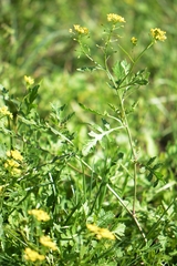 Rorippa