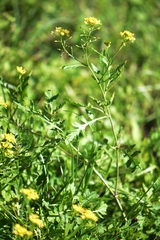 Rorippa