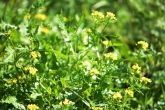 Rorippa
