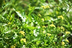 Rorippa