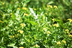 Rorippa