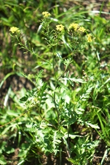 Rorippa