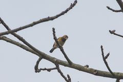 Ploceus benghalensis