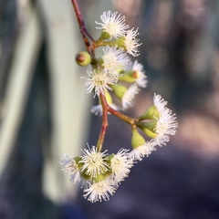Eucalyptus largiflorens
