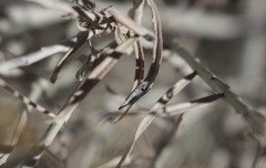 Asteromyia chrysothamni