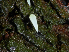 Mucronella bresadolae