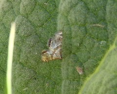 Petrophila heppneri