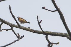 Ploceus benghalensis