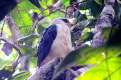 Leucopternis melanops