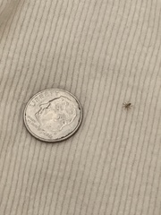 Oecobius