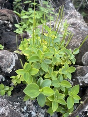 Peperomia leptostachya
