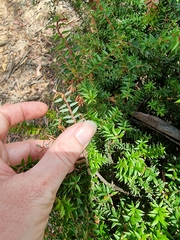 Acrotriche leucocarpa