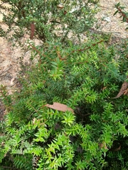 Acrotriche leucocarpa