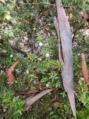 Acrotriche leucocarpa