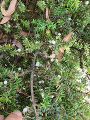 Acrotriche leucocarpa