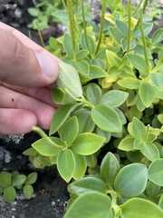 Peperomia leptostachya