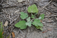 Sphaeralcea lindheimeri