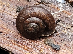 Pommerhelix mastersi