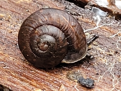 Pommerhelix mastersi