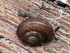 Pommerhelix mastersi