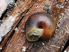 Pommerhelix mastersi