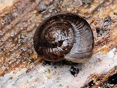 Pommerhelix mastersi
