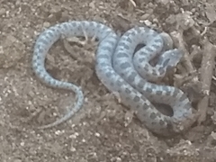 Hypsiglena ochrorhynchus