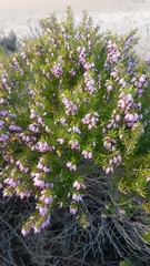 Erica erigena