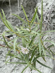 Veronica stenophylla stenophylla