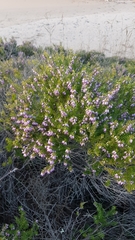Erica erigena