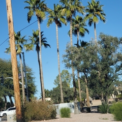 Washingtonia robusta