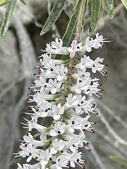 Veronica stenophylla stenophylla