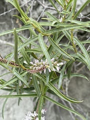 Veronica stenophylla stenophylla